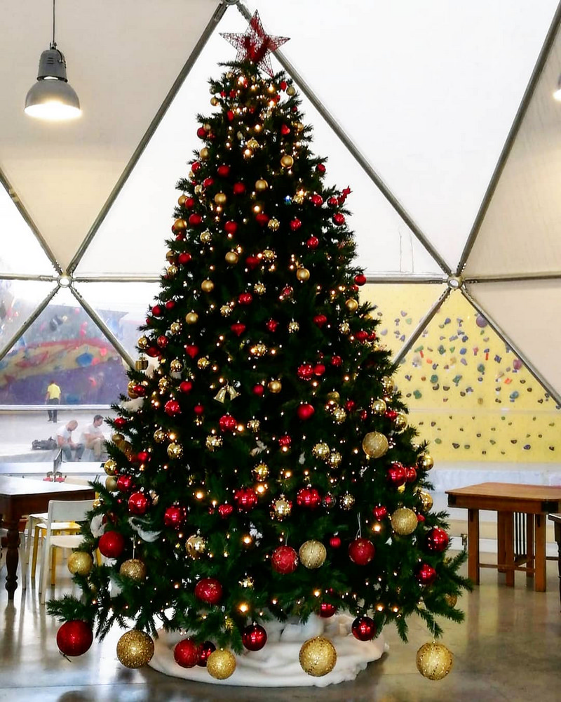 Noleggio Albero di Natale ecologico 5 m a Milano